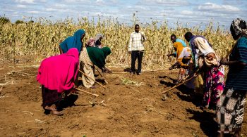 20 January 2021, Baidoa, Somalia - Farmers attend a practical lesson at the Farmer Field School in Ismoodley village.